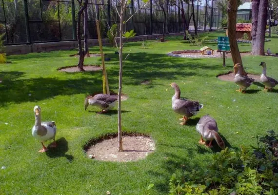 پارک جنگلی ناژوان اصفهان