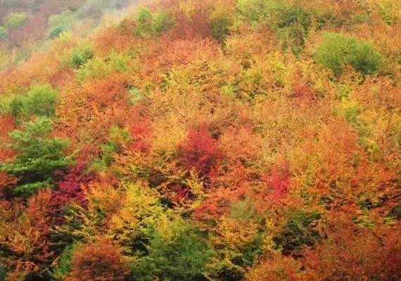 پارک جنگلی ناهار خوران، معروف ترین و زیباترین پارک گرگان