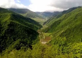 جنگل افراتخته علی آبادکتول