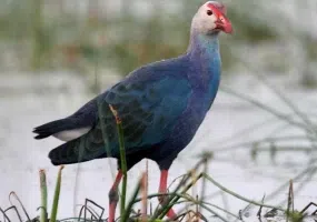 لیپار، دلربای صورتی ایران