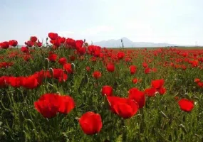 دشت های توصیف ناپذیر بهار همدان