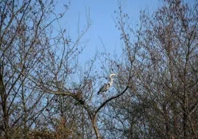 تالاب استیل