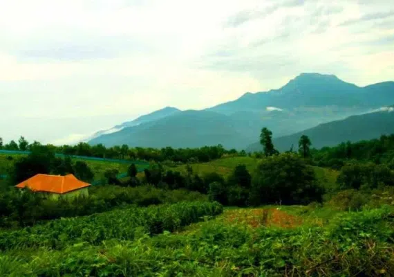 جنگل افراتخته علی آبادکتول