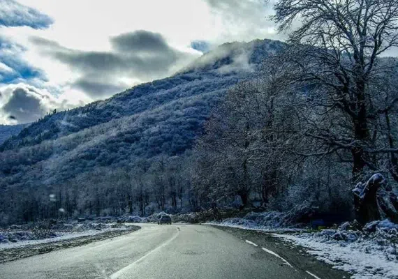 جنگل افراتخته علی آبادکتول