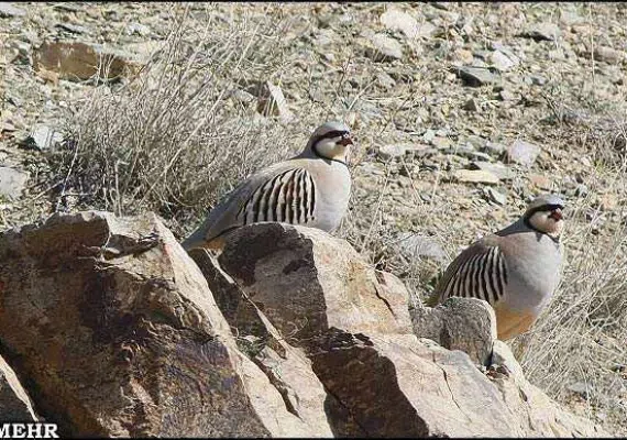آبشار ماری دره سی، گشتی در طبیعت زیبای زنجان