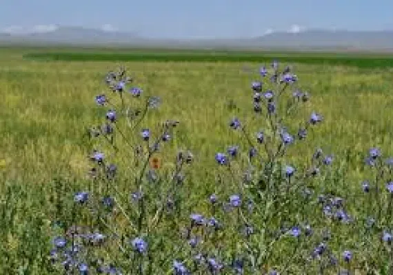 آبشار ماری دره سی، گشتی در طبیعت زیبای زنجان