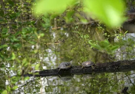 تالاب استیل