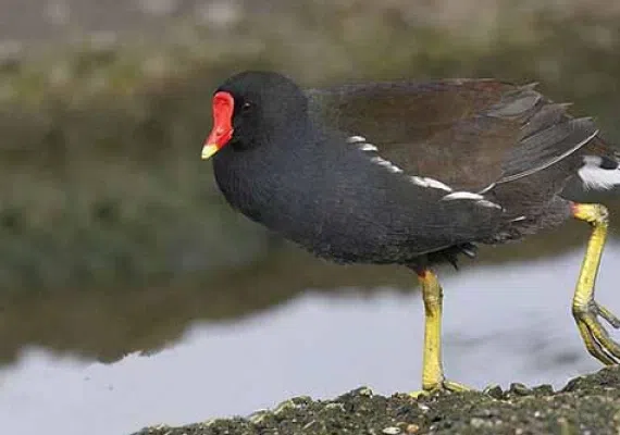 لیپار، دلربای صورتی ایران