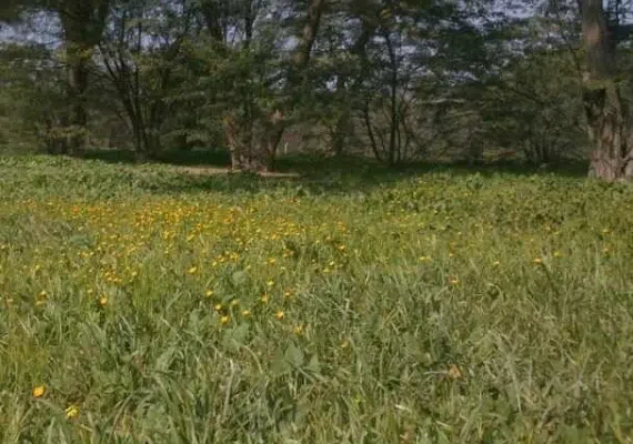 پارک جنگلی چاهکوتاه