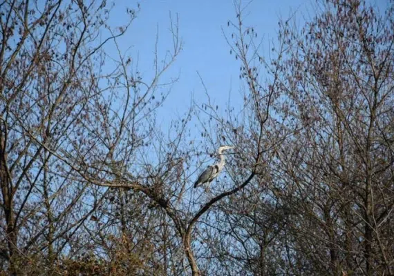 تالاب استیل