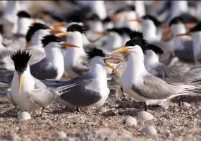 پارک ملی دریایی دیر-نخیلو، بهشت پرندگان و زیباترین پارک پرندگان در خاورمیانه