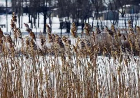تالاب قوری گل، زیباترین تالاب های استان آذربایجان شرقی