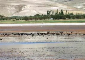 تالاب قوری گل، زیباترین تالاب های استان آذربایجان شرقی