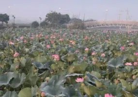 تالاب کیاکلایه لنگرود