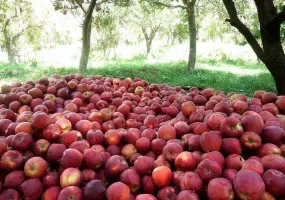 آبشار کالاش، باغ امینی