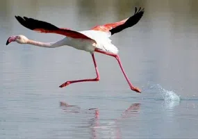 منطقه حفاظت شده مند