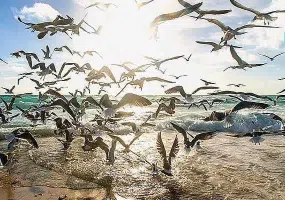 پارک ملی دریایی دیر-نخیلو، بهشت پرندگان و زیباترین پارک پرندگان در خاورمیانه