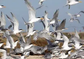 پارک ملی دریایی دیر-نخیلو، بهشت پرندگان و زیباترین پارک پرندگان در خاورمیانه