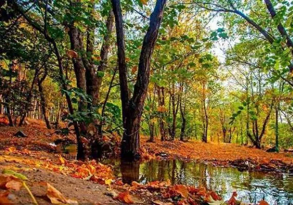 پارک جنگلی چیتگر، پارکی با امکانات متعدد