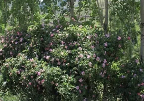 تفرجگاه توران درسی، مهد شقایق های کوهی