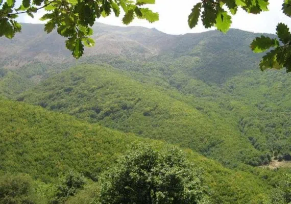 جنگل ارسباران، از زیباترین جنگل های ایران