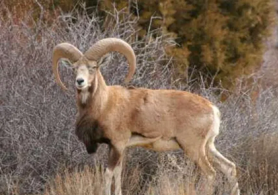 منطقه حفاظت شده انگوران