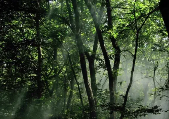 بندر کیاشهر