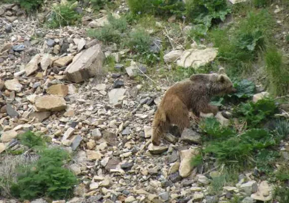 منطقه حفاظت شده انگوران