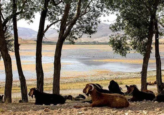 تالاب قوری گل، زیباترین تالاب های استان آذربایجان شرقی