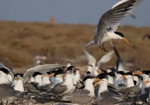 پارک ملی دریایی دیر-نخیلو، بهشت پرندگان و زیباترین پارک پرندگان در خاورمیانه