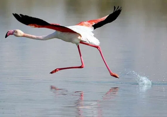 منطقه حفاظت شده مند