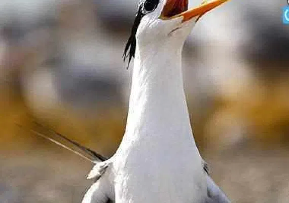 منطقه حفاظت شده مند