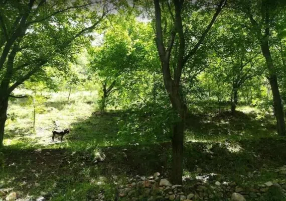 آبشار گل آخور ورزقان