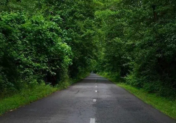 روستای صفرابسته، تونلی از جنس توسکاهایی که یکدیگر را به آغوش کشیده اند