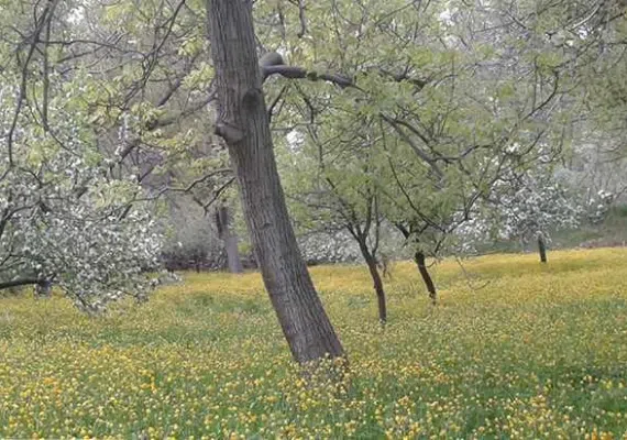 روستای الماس شبستر