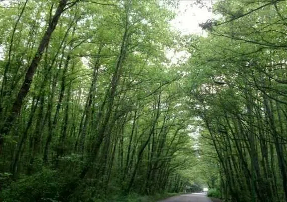 روستای صفرابسته آستانه اشرفیه گیلان