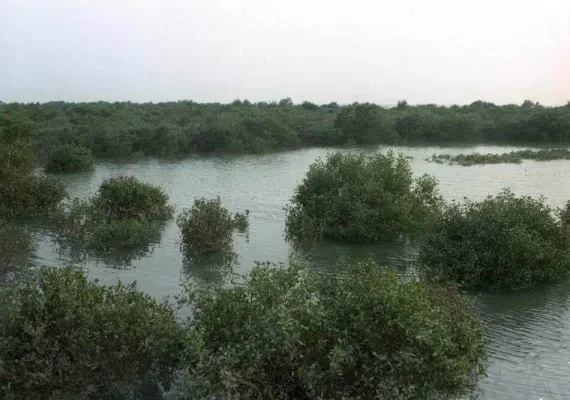 منطقه حفاظت شده و پارک ملی دریایی نایبند