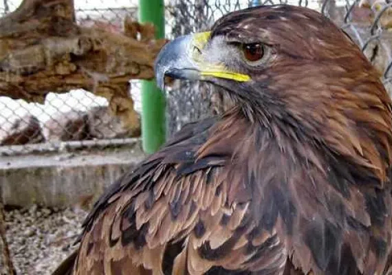 پارک باغلار باغی تبریز