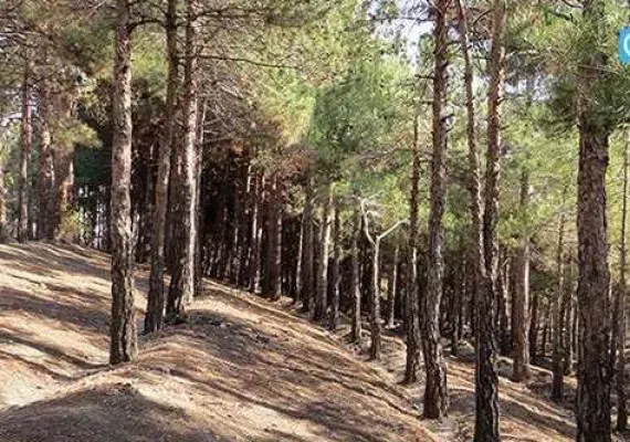 پارک جنگلی چیتگر، پارکی با امکانات متعدد