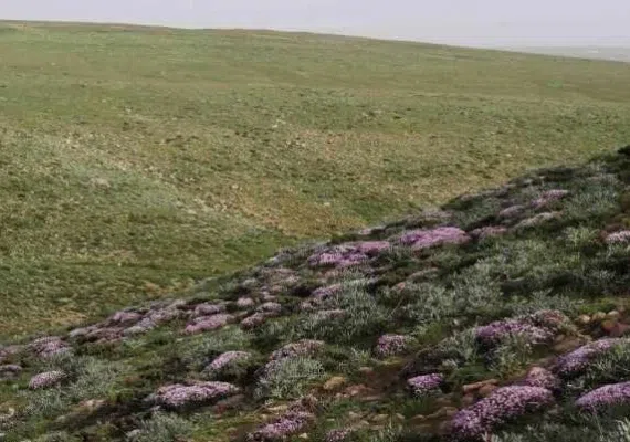 تفرجگاه توران درسی، مهد شقایق های کوهی