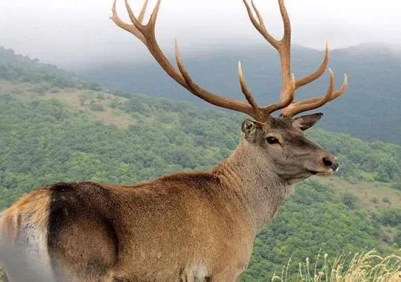 جنگل ارسباران، از زیباترین جنگل های ایران
