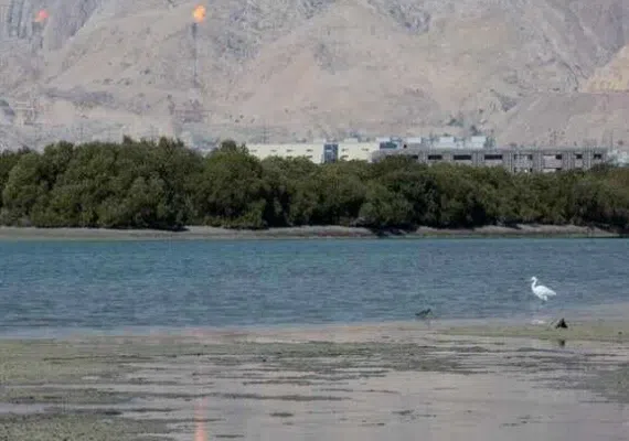 منطقه حفاظت شده و پارک ملی دریایی نایبند