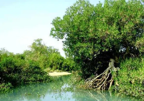 منطقه حفاظت شده و پارک ملی دریایی نایبند