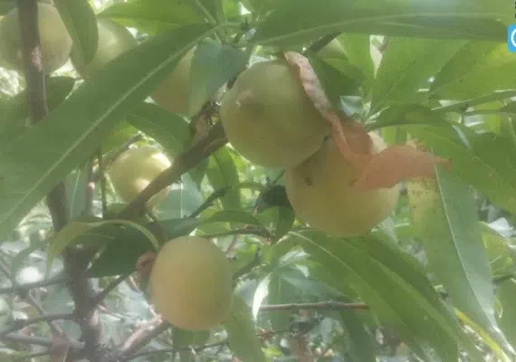 کشیک، مهمترین اقامتگاه هزاره سوم قبل میلاد