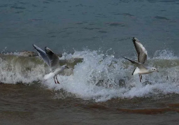 ساحل خلیج فارس