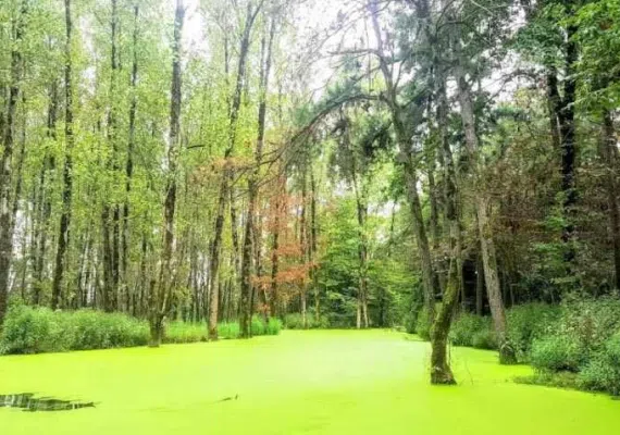 پارک جنگلی سراوان