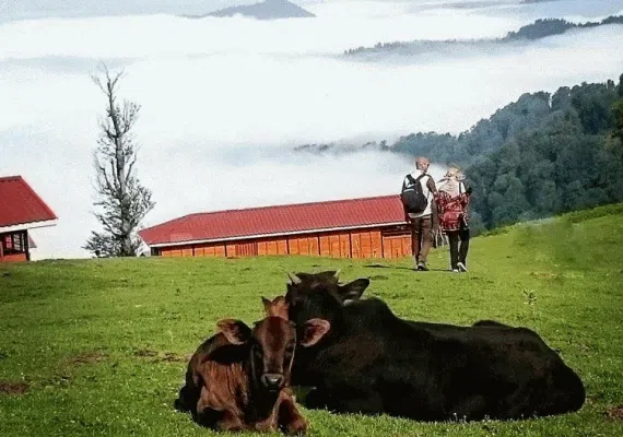 ماسال، بهشتی گمشده در فلک