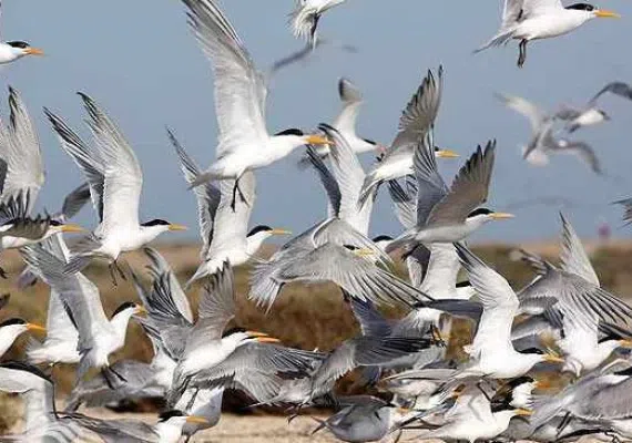 پارک ملی دریایی دیر-نخیلو، بهشت پرندگان و زیباترین پارک پرندگان در خاورمیانه