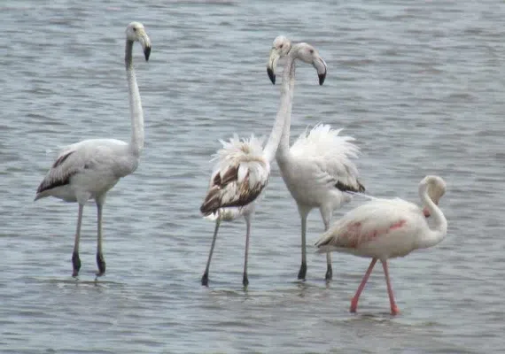 پارک ملی دریایی دیر-نخیلو، بهشت پرندگان و زیباترین پارک پرندگان در خاورمیانه