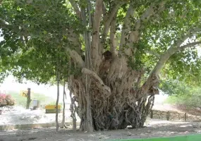 انجیر معابد، درخت سبز یا درخت لور در قشم